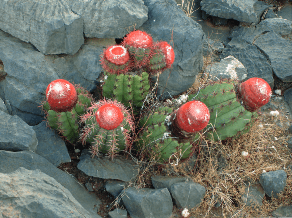 Suisse: la prolifération de certains types de cactus inquiète