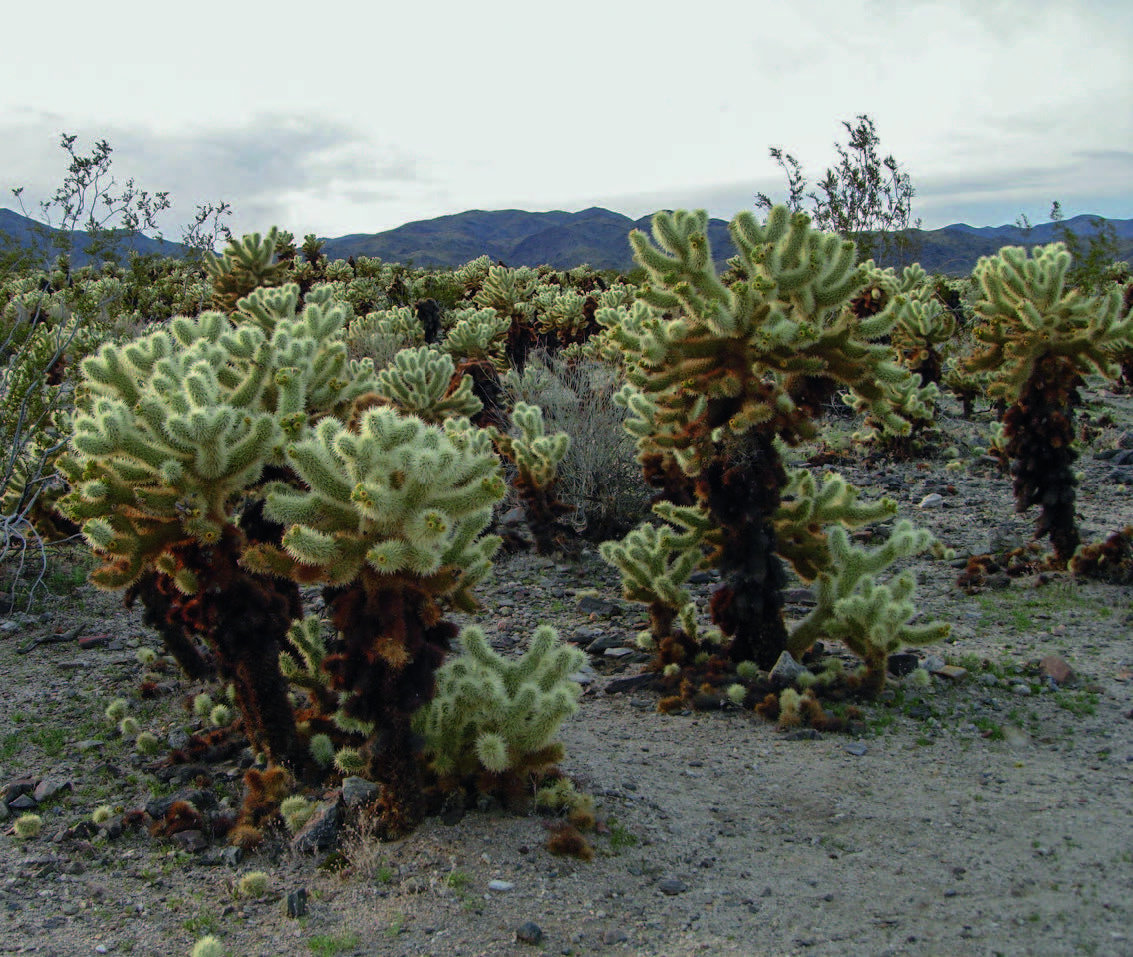 Suisse: la prolifération de certains types de cactus inquiète