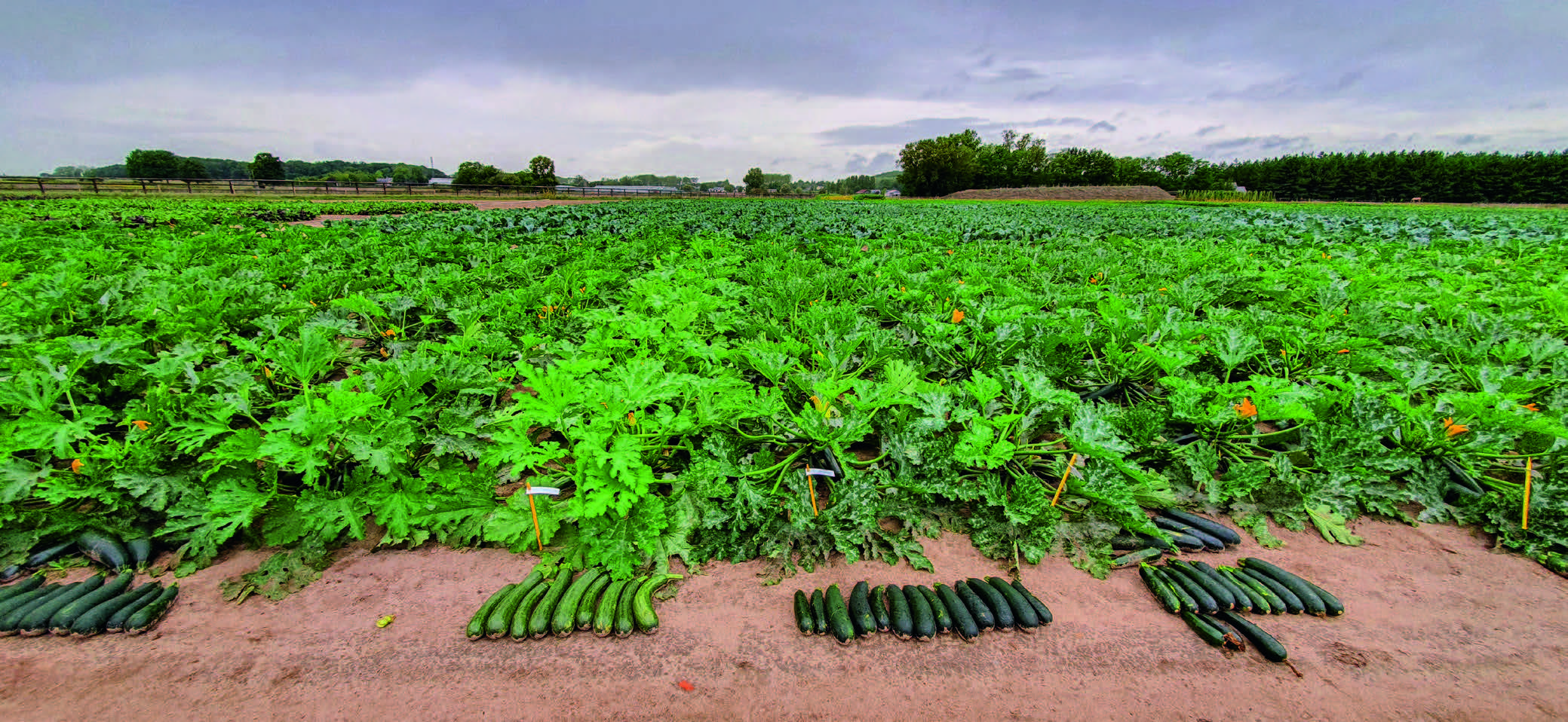 Courgettes