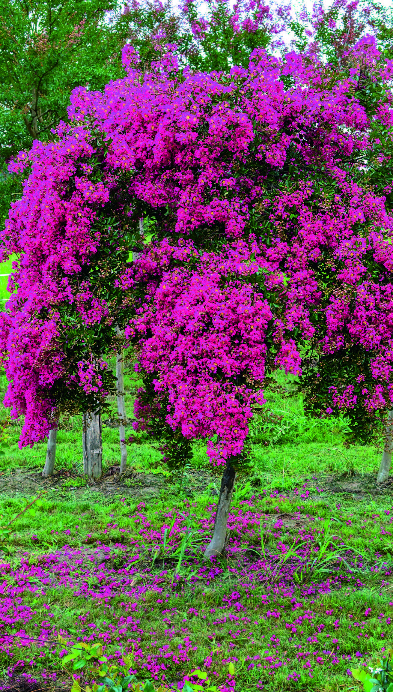 Lagerstroemia Mimie