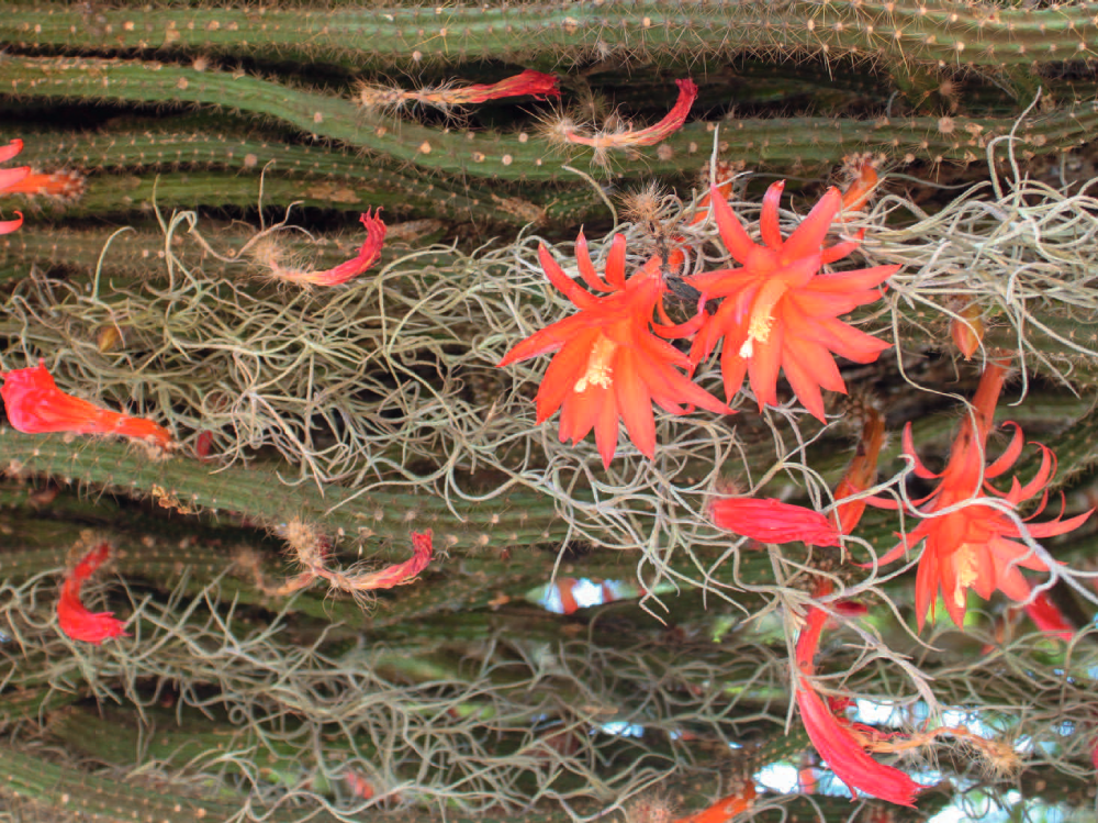 Suisse: la prolifération de certains types de cactus inquiète