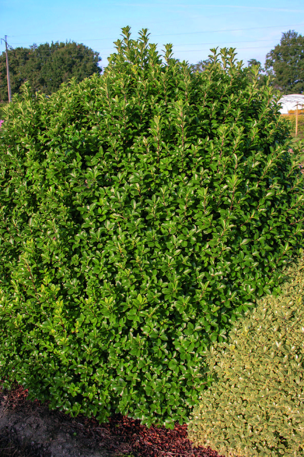 Pittosporum tenuifolium Irish Luck