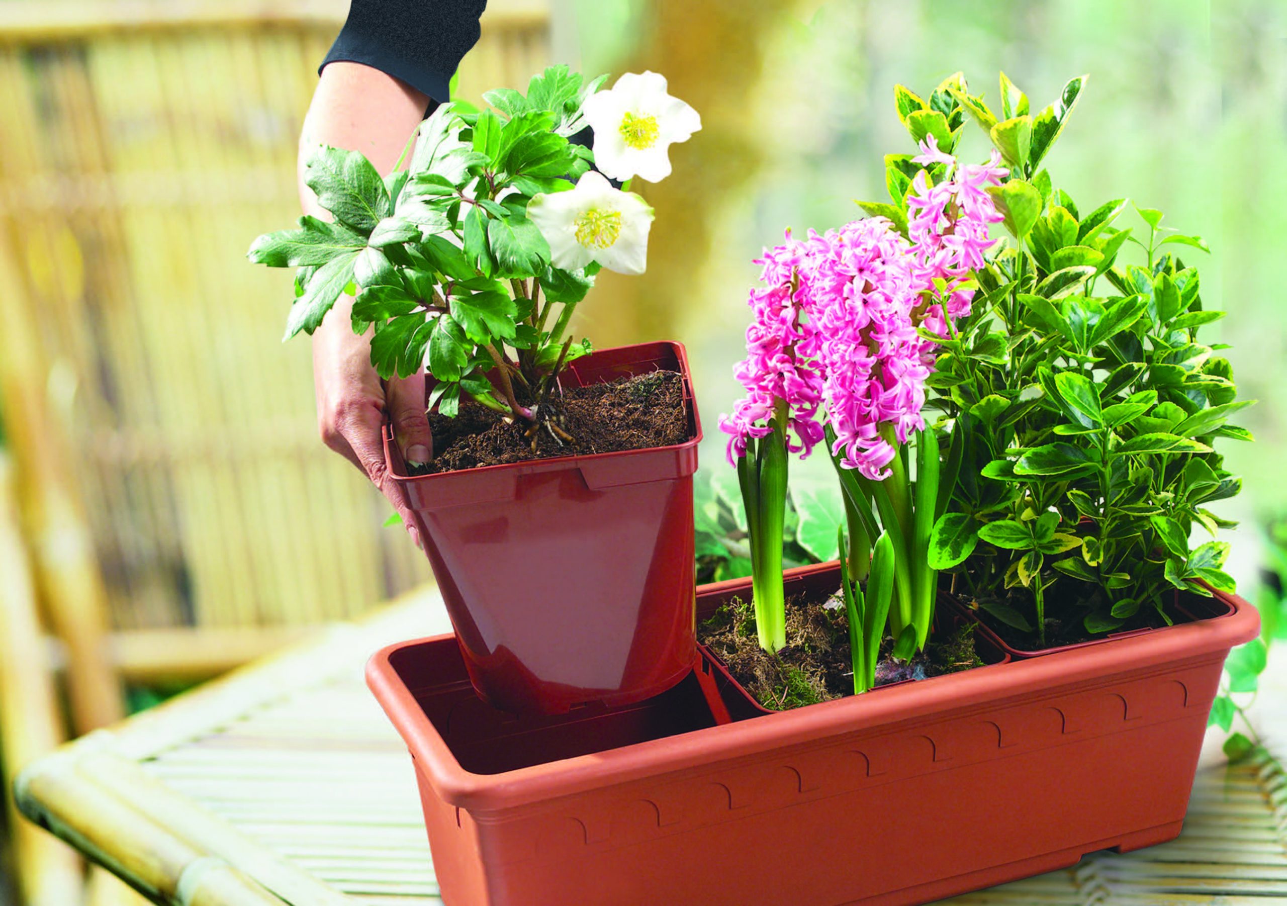 L'innovation à fleur de pot - Jardins de France