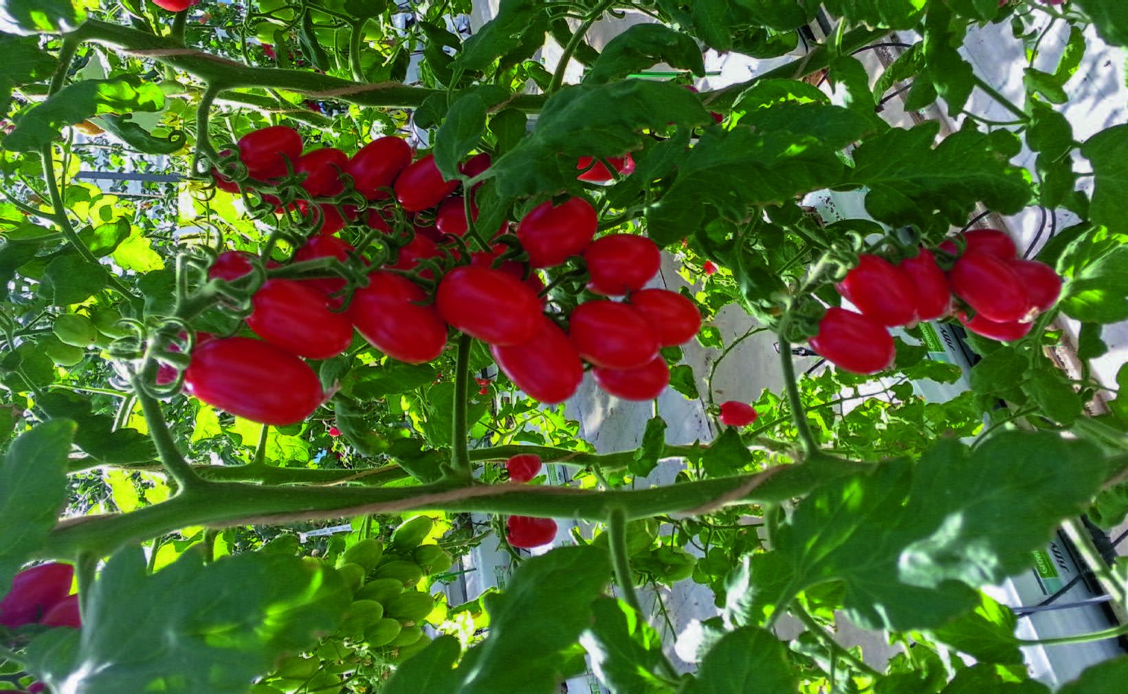 Tomates cerises