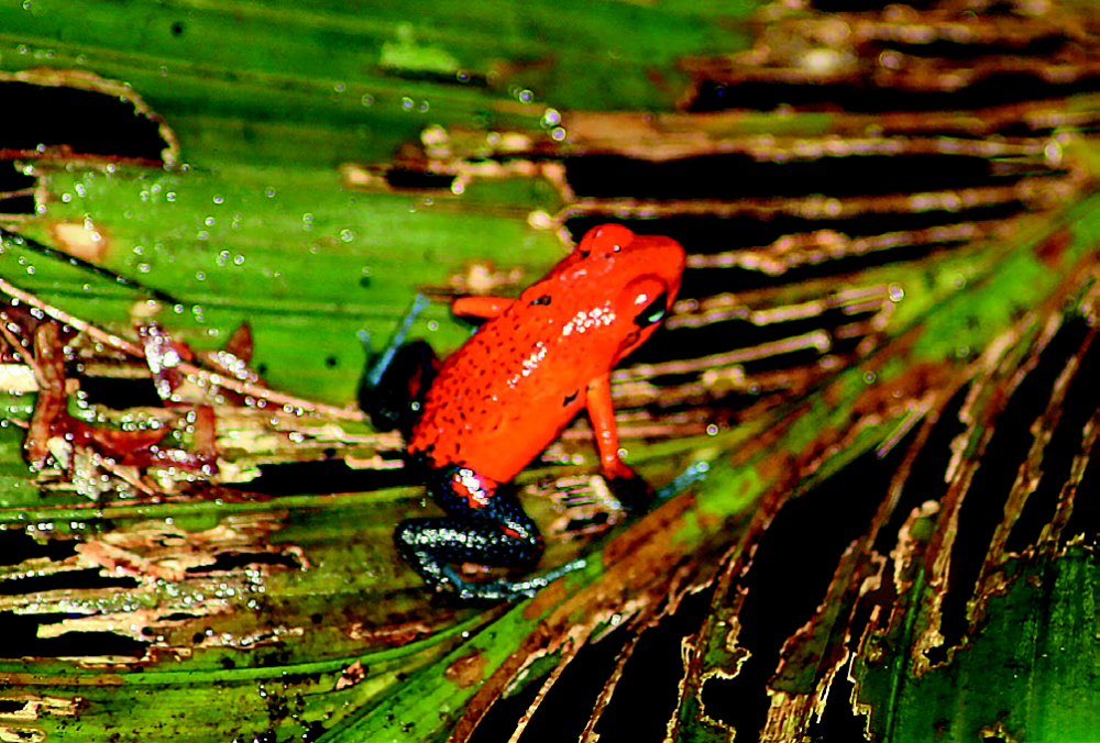 Grenouille Bluejean © D. Veschambre