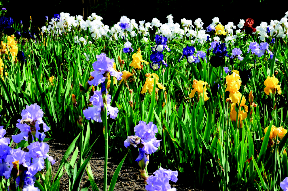 Les narcisses sont d'emblématiques 
bulbes à fleurs, ces ensembles de feuilles charnues épaissies, gorgées de réserves et serrées © E. Turc