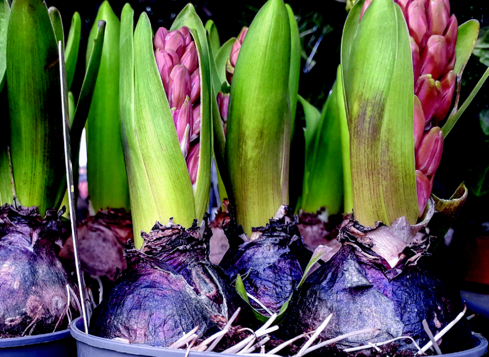 Qu'est-ce qu'un bulbe à fleurs ? - Jardins de France