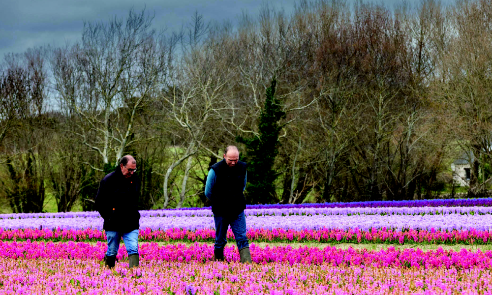 La floraison printanière des jacinthes crée des tapis colorés du plus bel effet © Florimer