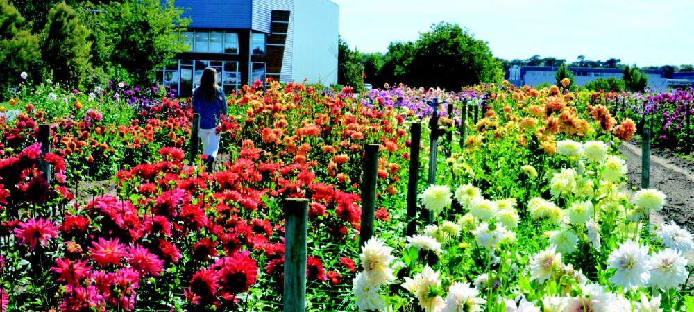 Depuis plus de 110 ans, la maison Ernest Turc produit un large assortiment de bulbes à fleurs, parmi lesquels plus de 300 références de dahlias © E. Turc