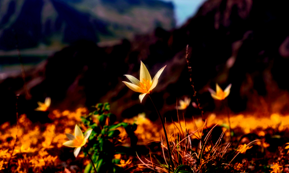 Tulipa sylvestris, une espèce botanique présente en Europe © Lana Kray