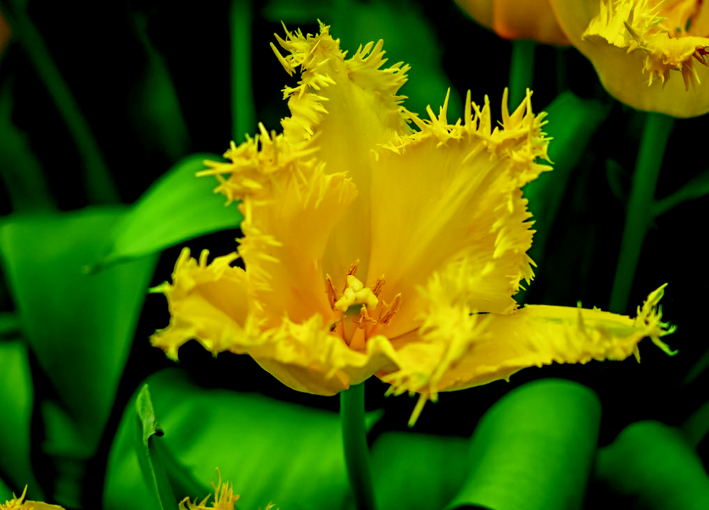 Tulipe 
frangée ’Hamilton’ © Chris Lawrence