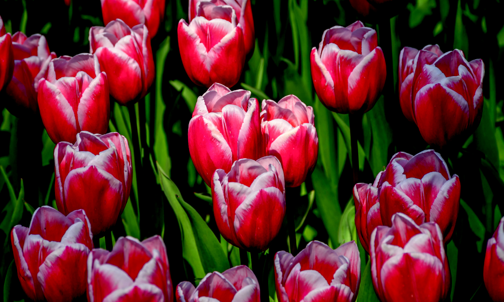Tulipes Triomphe © Drew