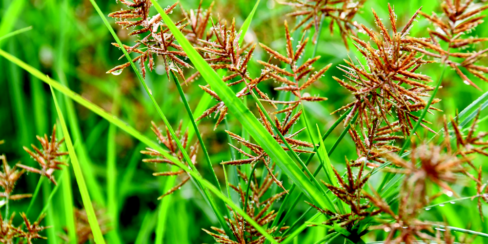 Les inflorescences de souchet ont un caractère esthétique indéniable © F. Villeneuve