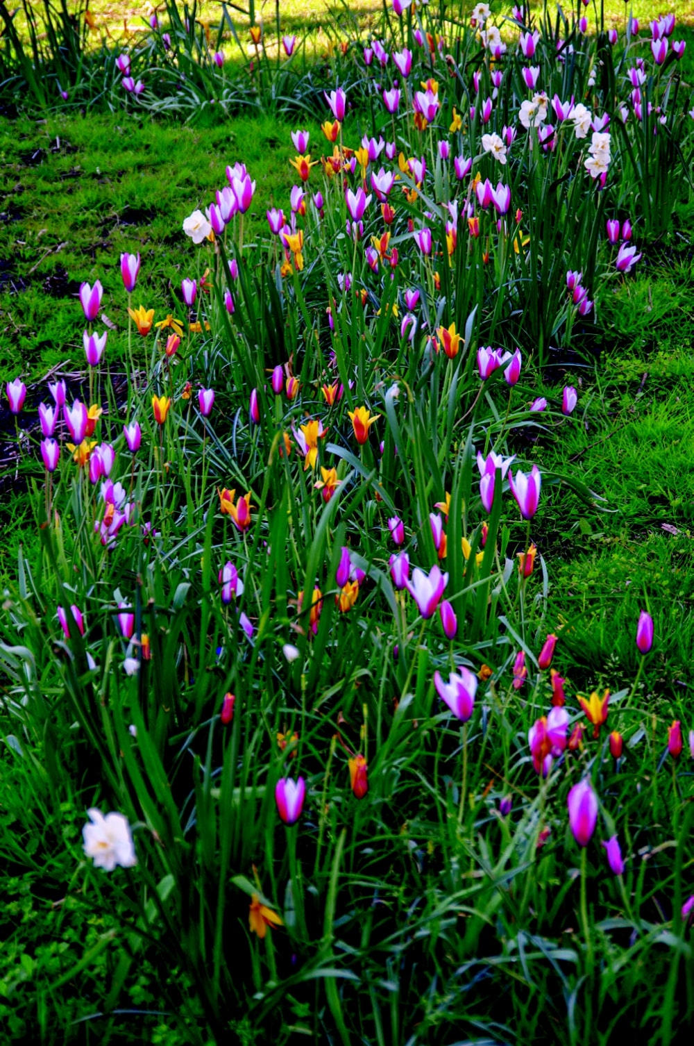 Bulbes d'automne ou de printemps : lesquels planter pour un jardin