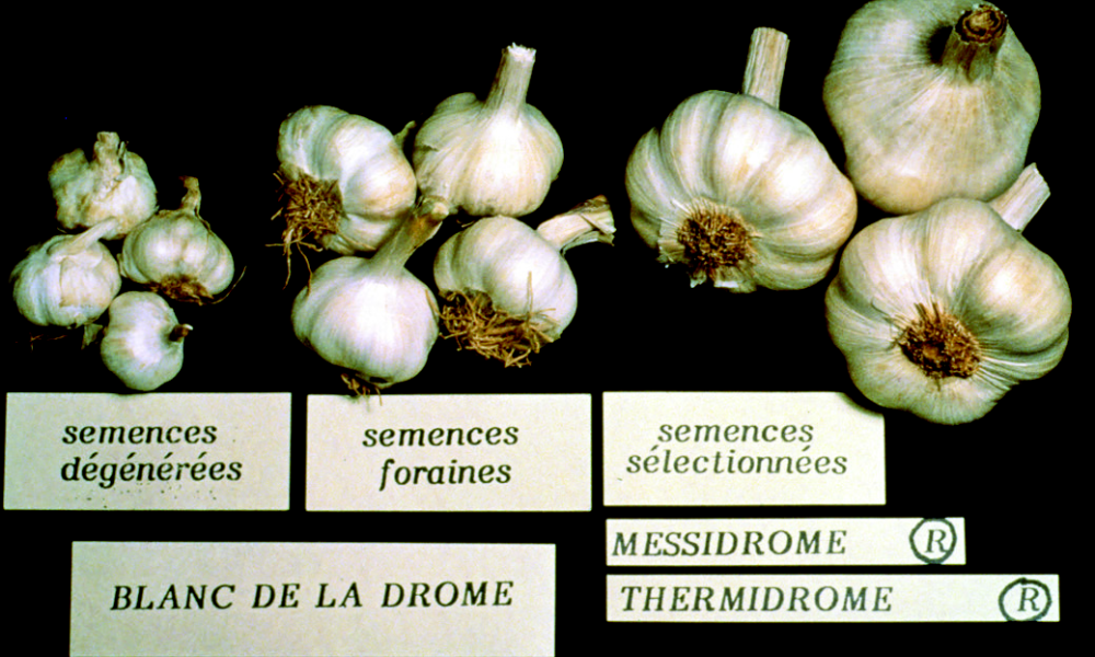 Les premiers travaux d’amélioration de l’ail ont été conduits à l’Inrae. Les variétés Messidrome et Thermidrome sont issues de la population Blanc de la Drôme. Elles présentent l’avantage d’être plus homogènes, indemnes de virus et plus vigoureuses © Semae