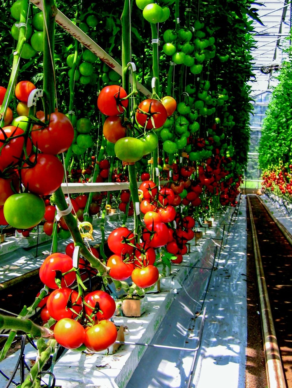 Le stress hydrique est particulièrement étudié sur la tomate © J. Lagier-Inrae