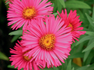 Symphyotrichum n.a ‘Andenken an Alma Potschke’ © F. Lemaitre