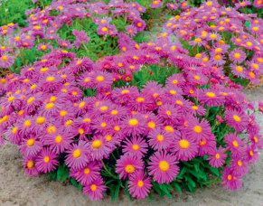 Aster alpinus ‘Happy End’ © F. Lemaitre