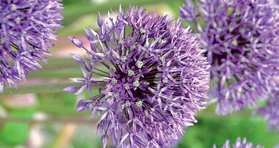 Bulbes de printemps et d'hiver, des fleurs pour chaque mois