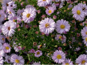 Symphyotrichum n.b ‘Marie Ballard’ © F. Lemaitre