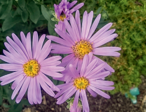 Aster amellus ‘Rosa Erfüllung’ © F. Lemaitre