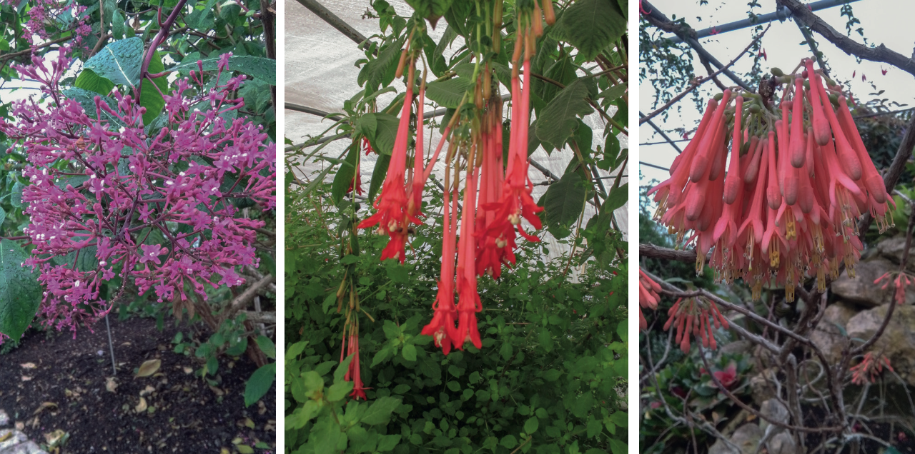 Fuchsia paniculata