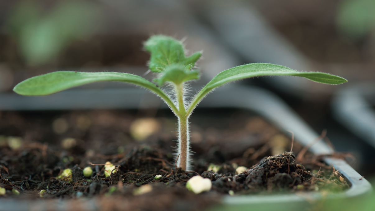 Les biostimulants peuvent être appliqués en traitements de semences : succès assuré pour booster la germination