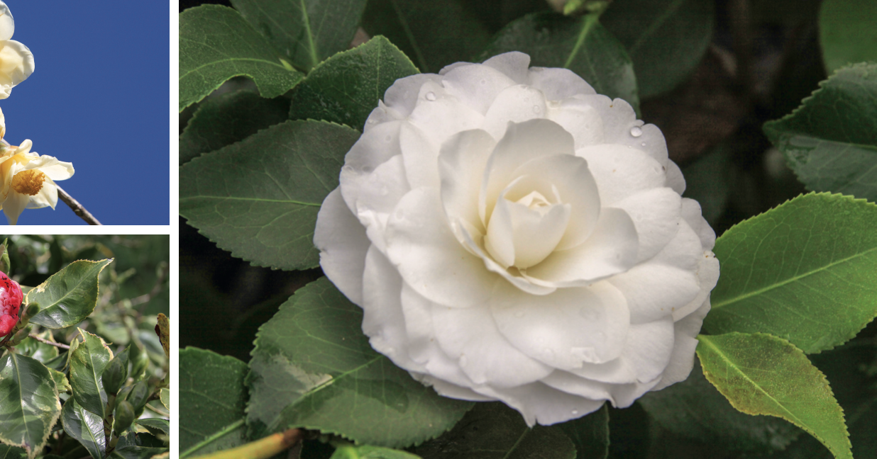 Camellia japonica 'Alba Plena'© J. Thoby