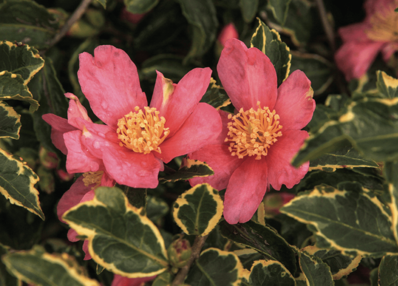 Camellia sasanqua 'Ecume de Mer'