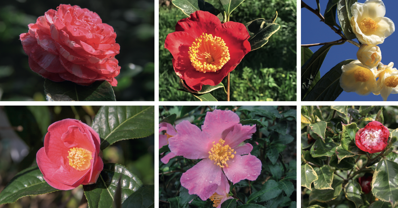 DE HAUT EN BAS ET DE GAUCHE À DROITE : Camellia craca japonica 'Noémie Thoby’ - Camellia japonica de higo 'Asahinomai de Gaujacq' - Camellia chrysantha - Camellia polyodontha - Camellia sasanqua 'Château de Gaujacq' - Camellia japonica 'Kumagai de Gaujacq' © J. Thoby