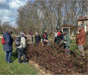 Cours de taille des rosiers