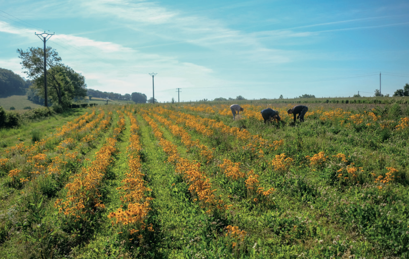 Essais de mise en culture de l'arnica