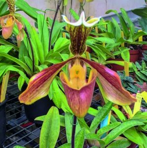 L’hybride Paphiopedilum René Jolibois obtenu en 1891 