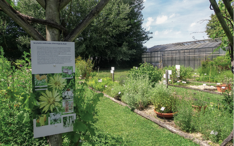 Au Conservatoire on trouve aussi des plantes médicinales d’Amérique du Nord