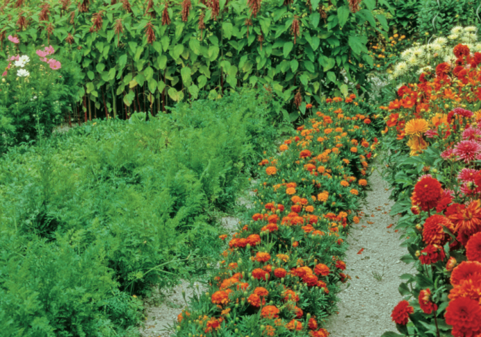 Pour le potager comme pour les fleurs, les biostimulants offrent de multiples avantages