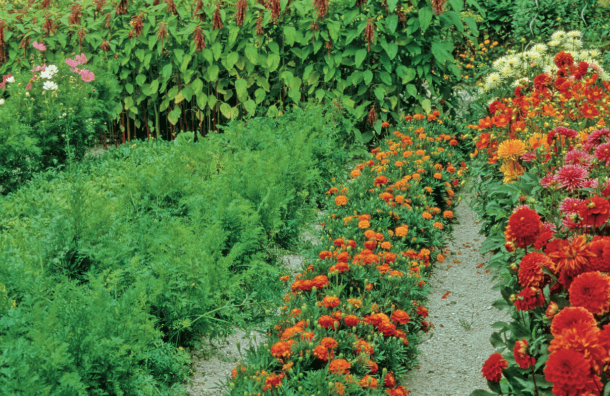 Pour le potager comme pour les fleurs, les biostimulants offrent de multiples avantages