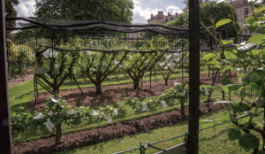 Le verger du Jardin du Luxembourg recèle de nombreuses formes jardinées illustrant le savoir-faire du jardin