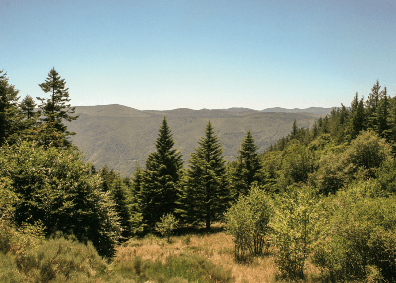 Vue de Partielle de l’arboretum de l’Hort de Dieu à Val d’Aigoual dans le Gard