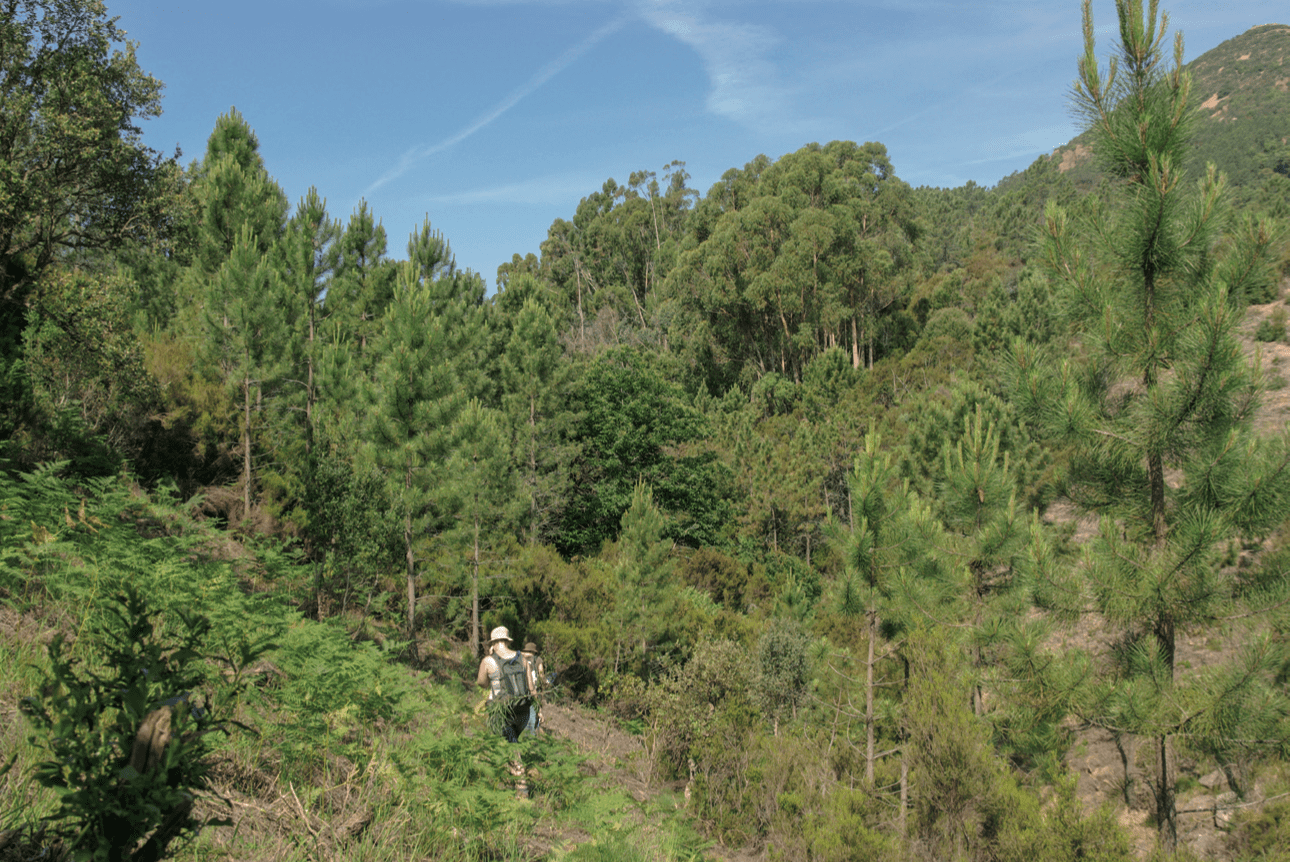 Vue partielle de l’arboretum du Caneiret dans le Var