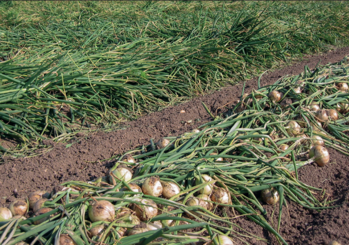 Les bulbes d’oignons restent au sol quelques jours après l’arrachage, pour un pré séchage, avant la récolte mécanique