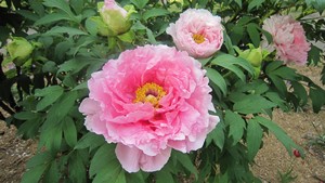 Pivoine  © Rivière