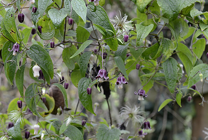 Clematis dasyandra