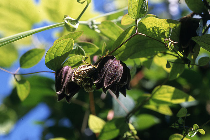 Clematis fusca