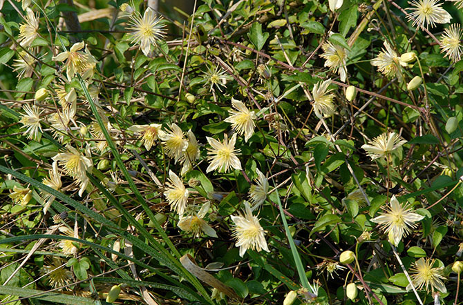 clematis graptosis