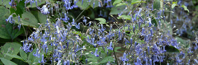 Clematis lasiandra