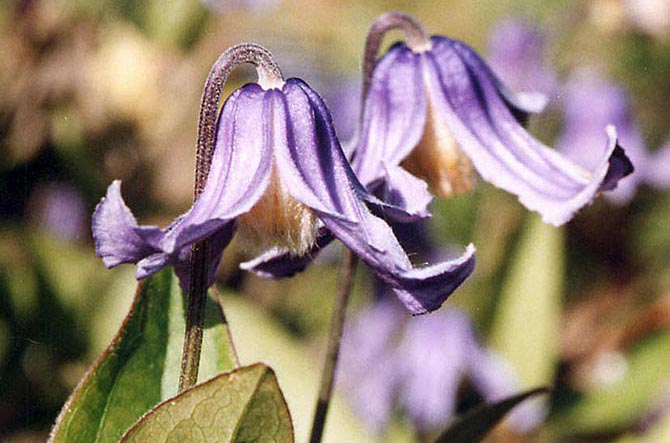 Clematis integrifolia