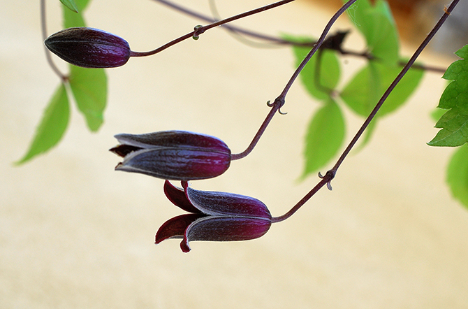 Clematis japonica