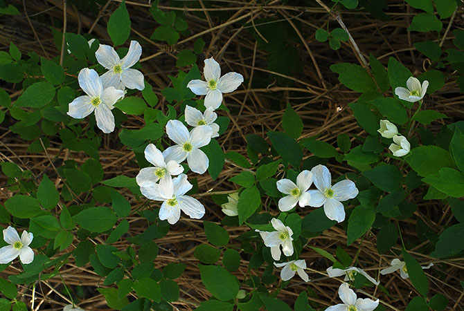 Clematis montana