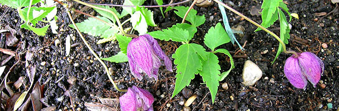 Clematis ochotensis