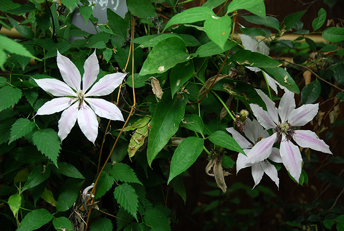 Clematis patens